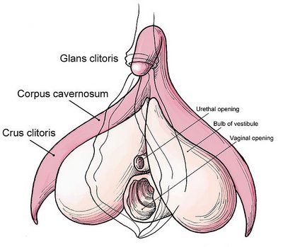 clitoris, cuerpo del clítoris, sexo femenino