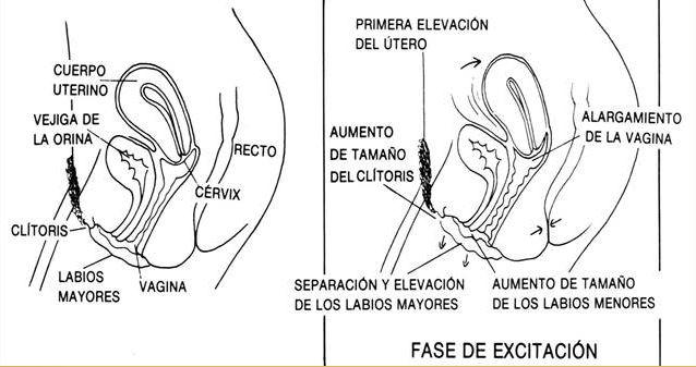 fase excitación orgasmo femenino mujer