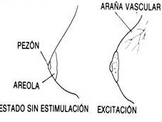 excitación en senos mujer