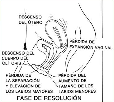 orgasmo en la mujer, fase resolución