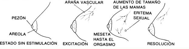 excitación de los senos en el orgasmo femenino
