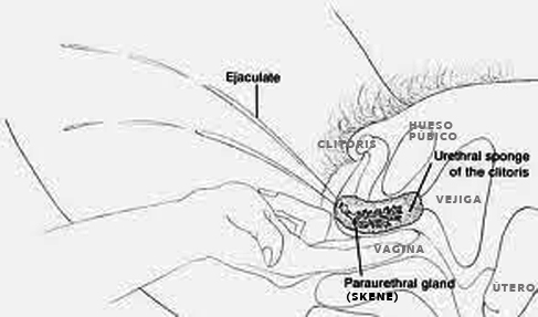 glandulas de skene, skene glands 