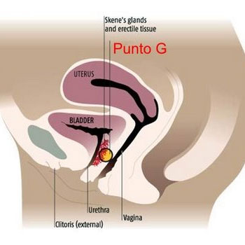glandulas de skene, skene glands